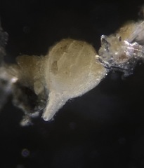 Lagena paucistriata