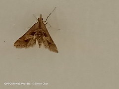 Diasemia accalis