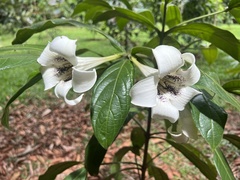 Rothmannia macrophylla