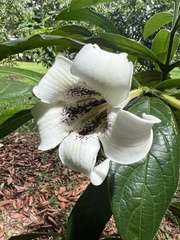 Rothmannia macrophylla