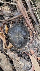 Neolentinus dactyloides