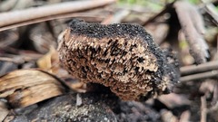 Neolentinus dactyloides