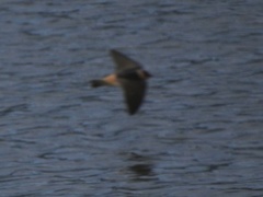 Petrochelidon fulva