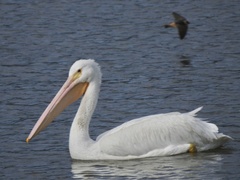 Petrochelidon fulva