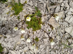 Gentianella decumbens