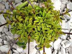Gentianella decumbens