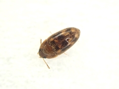 Litargus
