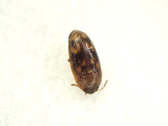 Litargus