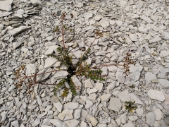 Gingidia decipiens
