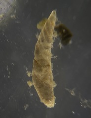 Vaginulina