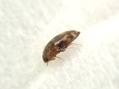 Litargus
