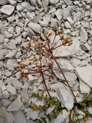 Gingidia decipiens