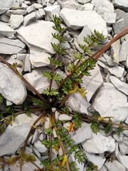 Gingidia decipiens