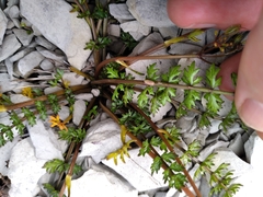 Gingidia decipiens