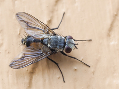 Heterometopia argentea