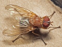 Palpostoma