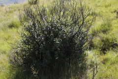Rhamnus prinoides