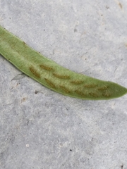 Notogrammitis patagonica