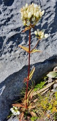 Gentianella impressinervia