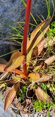 Gentianella impressinervia