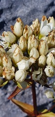 Gentianella impressinervia