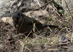 Trochalopteron variegatum