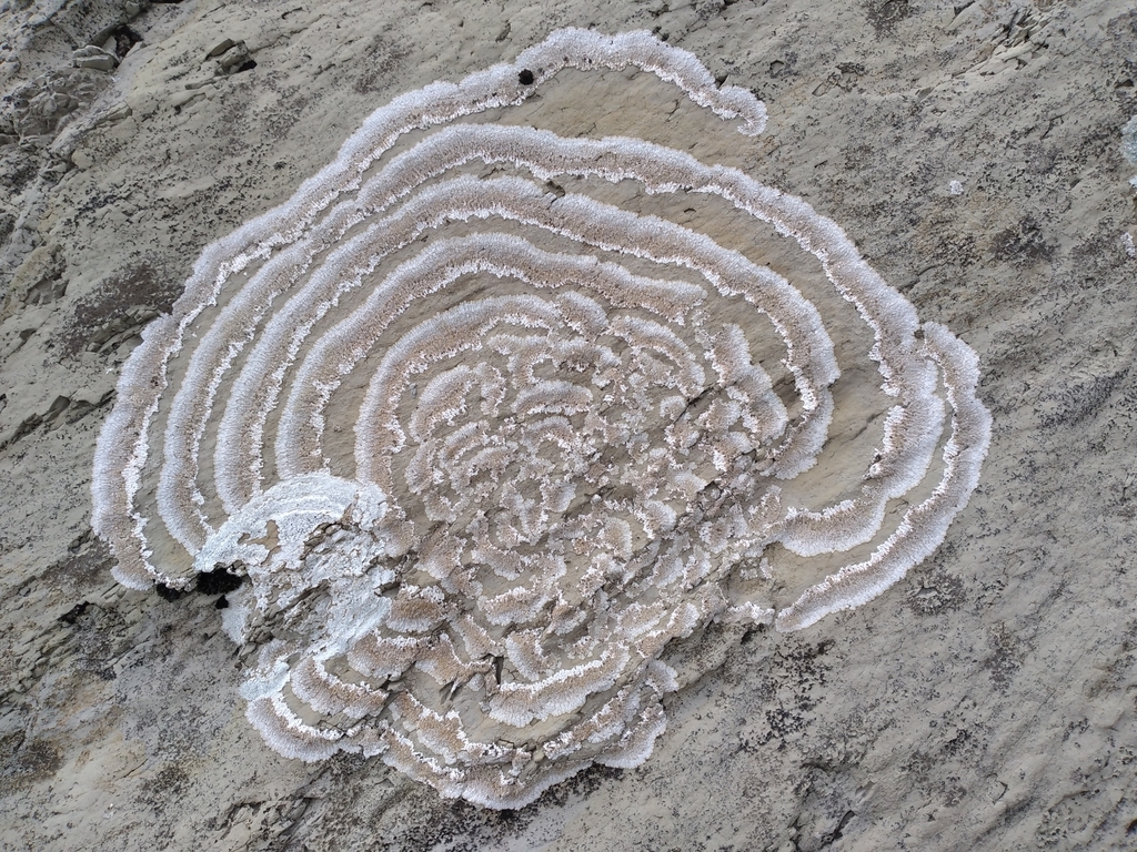 Placopsis centrifuga