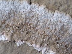 Placopsis centrifuga