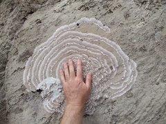 Placopsis centrifuga