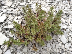 Epilobium vernicosum
