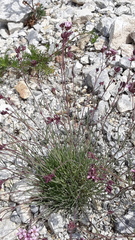 Chamaerhodos grandiflora