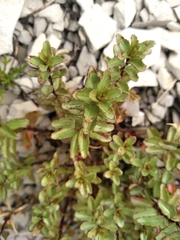 Epilobium vernicosum