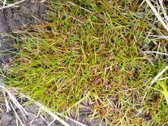 Juncus antarcticus