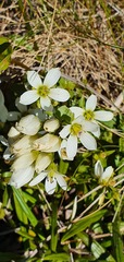 Gentianella impressinervia