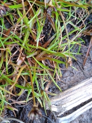 Juncus antarcticus