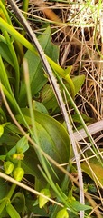 Gentianella impressinervia