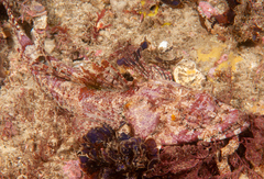 Thysanophrys cirronasus