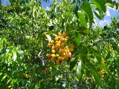 Ganophyllum falcatum