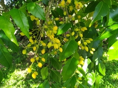 Ganophyllum falcatum