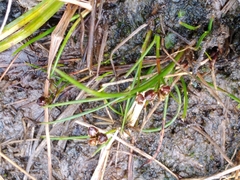 Juncus novae-zelandiae