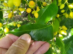 Ganophyllum falcatum