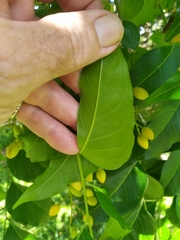 Ganophyllum falcatum