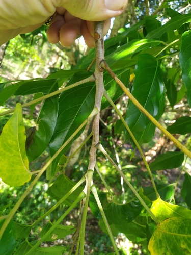 Image of Ganophyllum falcatum by (c) Steve Fitzgerald, some rights reserved (CC BY-SA)