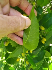 Ganophyllum falcatum