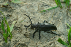 Dorcadion carinatum