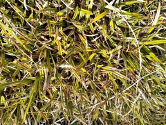 Astelia linearis