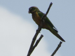 Eupsittula cactorum