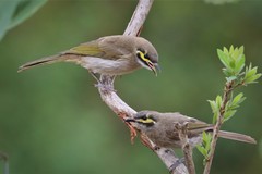 Yellow-Faced Honeyeater photo 4