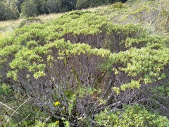 Veronica topiaria