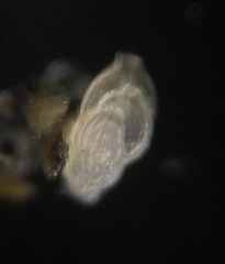 Trifarina angulosa
